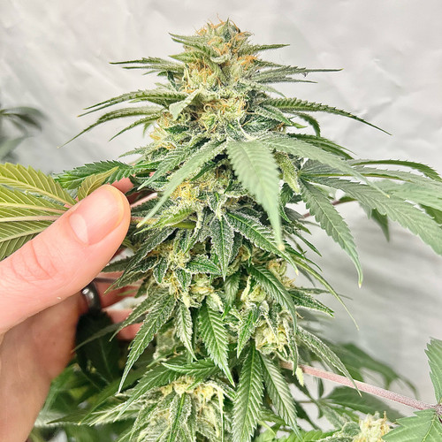 Wolf Pussy - 13 Pack | Green Wolf Genetics