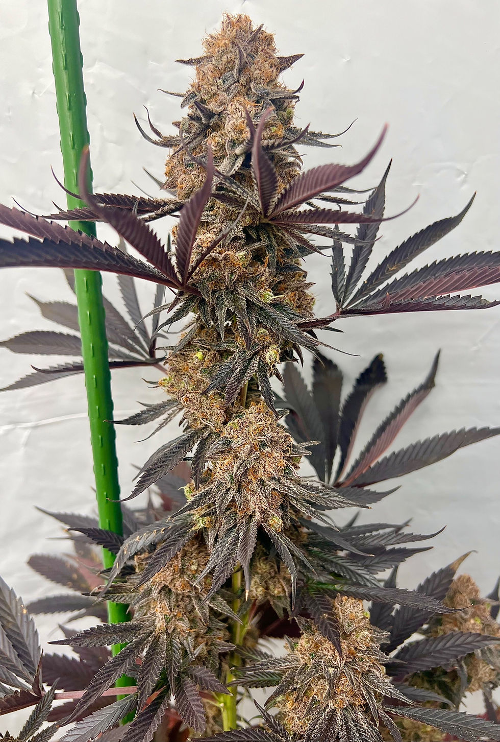 Thumbnail: Cherry Wolf - Pure Michigan F2 x Wolfsbane F2 - 6 feminized seeds 
