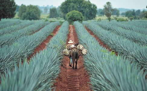 Tequila-Image-Rancho-Verano.jpg