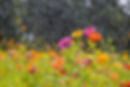 April showers bring May flowers