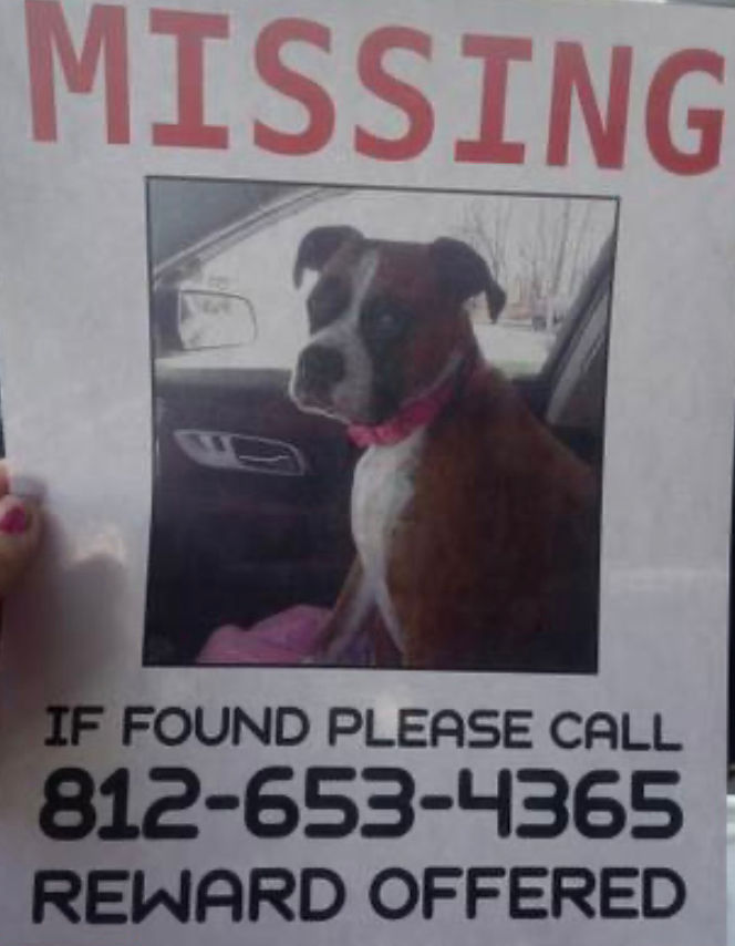 Missing Dog