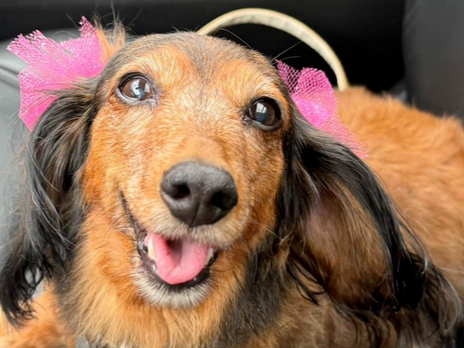 GOOD GOLLY, MISS MOLLY!