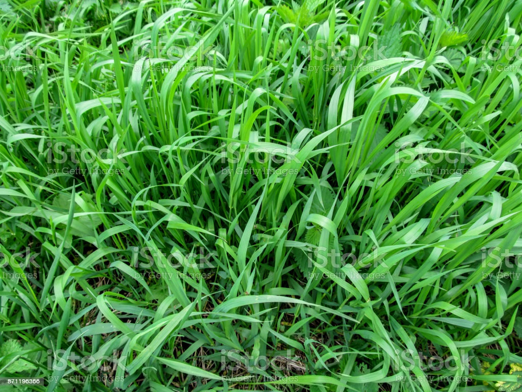 Grass