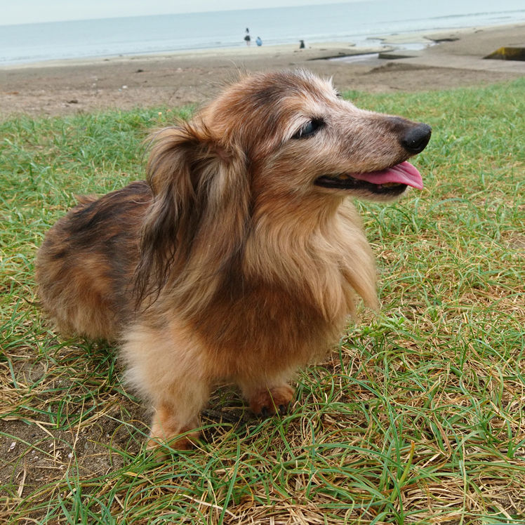 Senior Dog