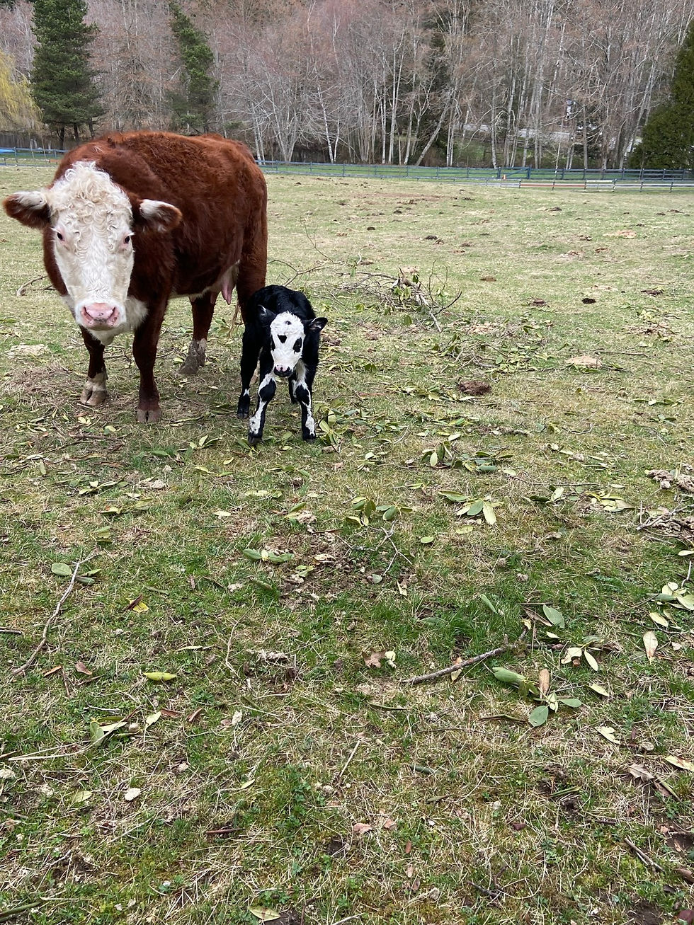 Cow and newborn black-and-white calf at Bountiful Farm