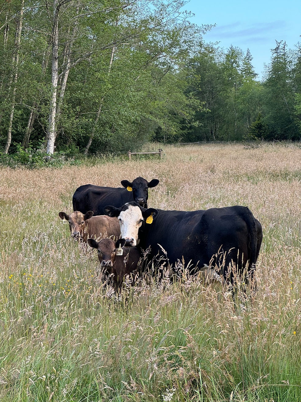 Bountiful Farm cattle grazing in tall summer grass