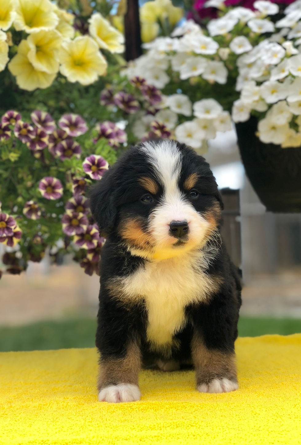 Yellow Girl 5 Weeks