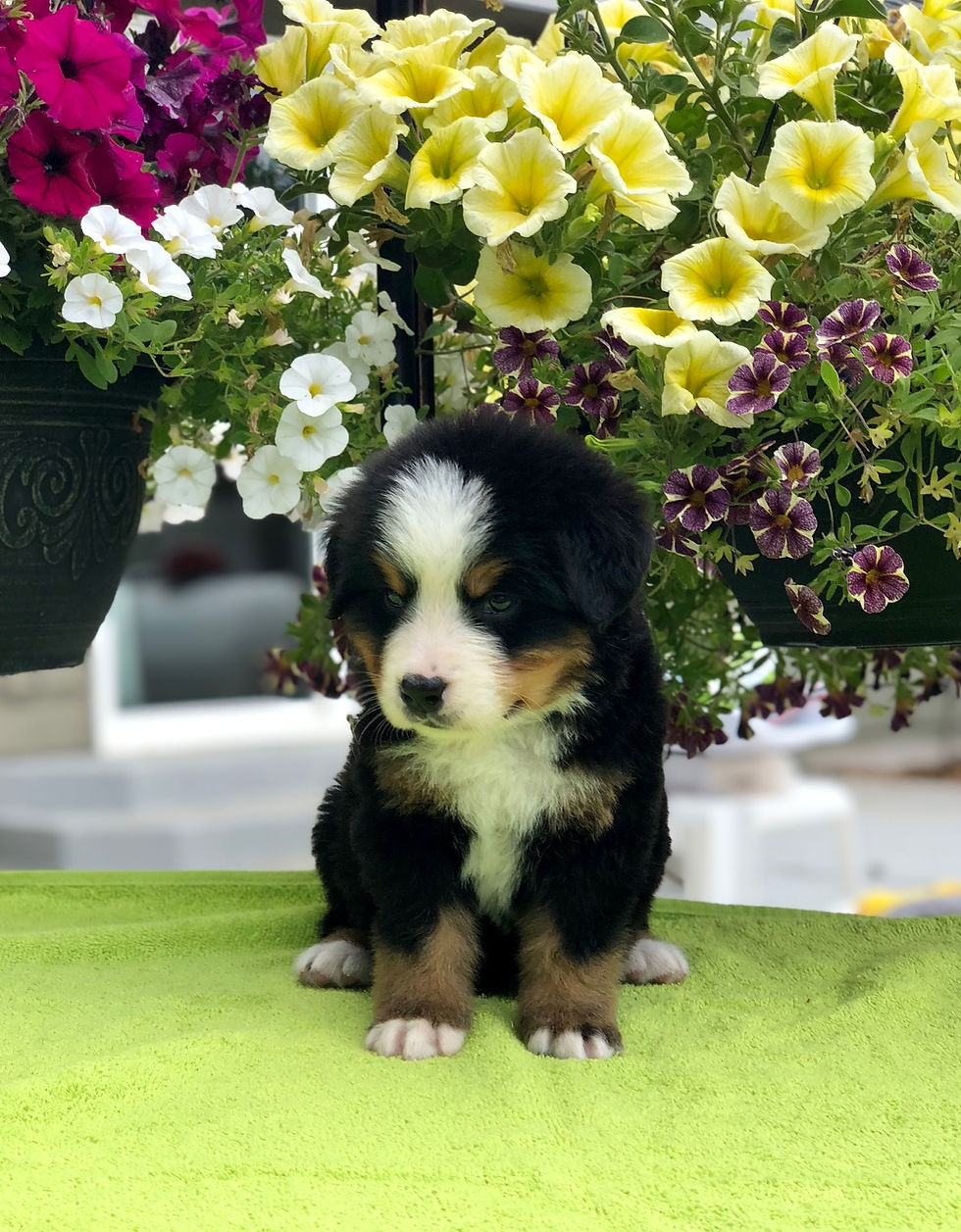 Lime Boy 5 Weeks