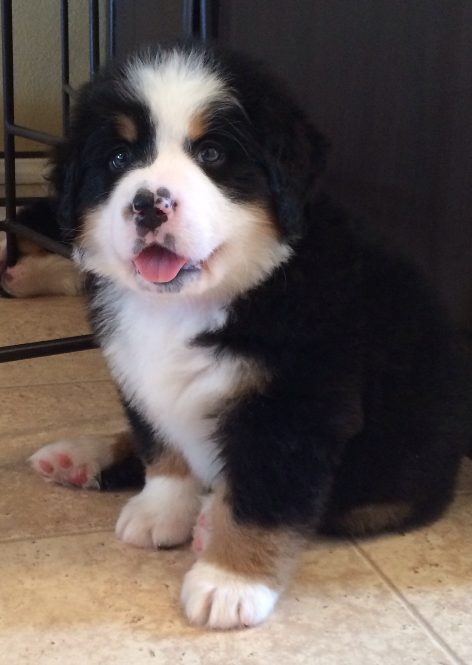 Pink Girl 7 weeks