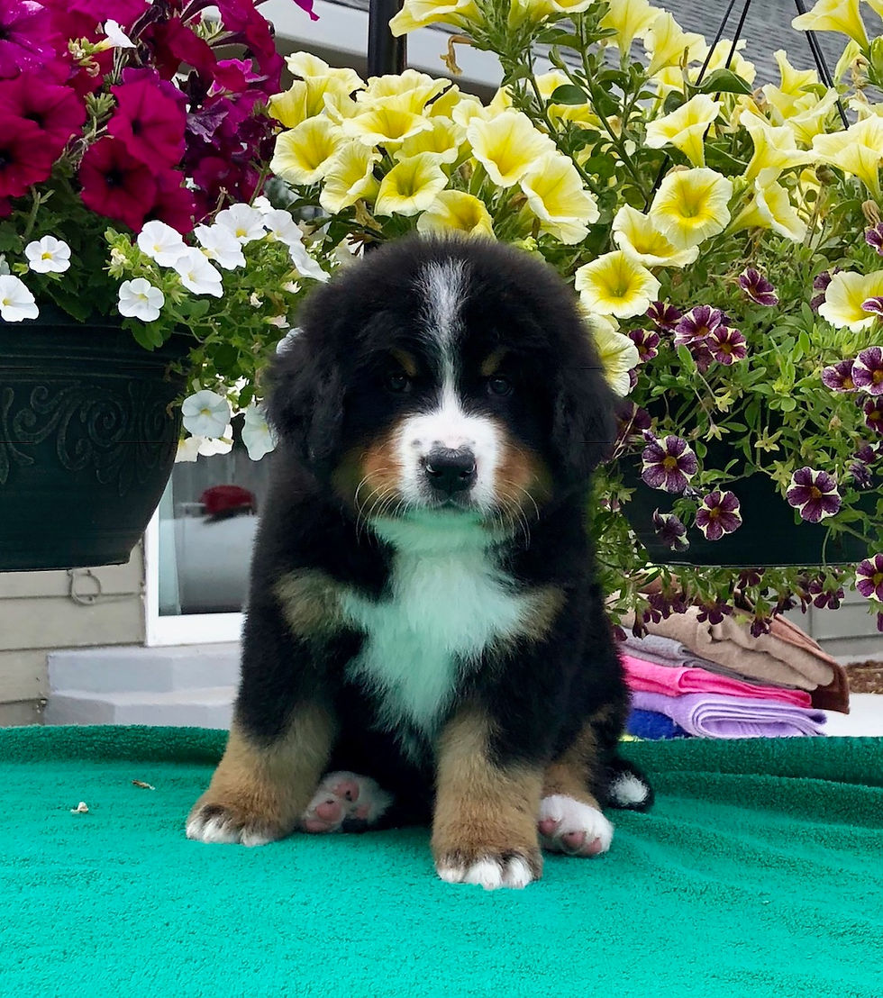 Green Boy 7 Weeks