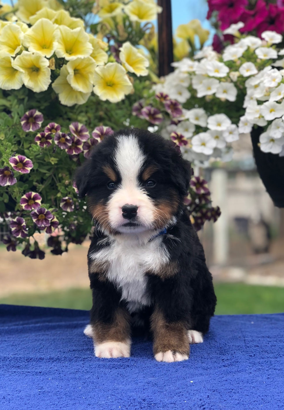 Blue Boy 5 Weeks