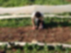 Binyamin plants kohlrabi