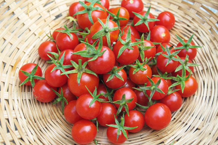 תוצאת תמונה עבור עגבניות שרי