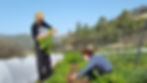 Picking celery