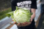 Cabbage in the hands of a young farmer