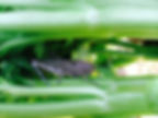 There is life among the celery branches