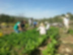 team work at the farm