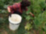 volunteering at the farm