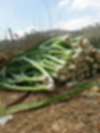 leeks just picked