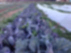 Cabbage bed