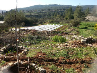 עלון מס' 84: 4.2.15 - על הקור בעמק הקטן, עבודת הבוסתן וביקור בסן דייגו...