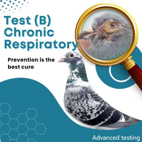 Test (B) Respiratory / Chronic respiratory