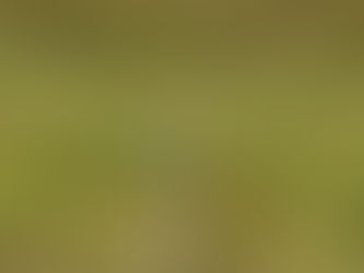 やってしまったカワセミさん。