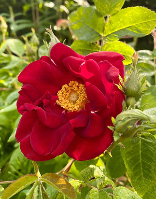 Rosenfoto Duchess of Portland HP.jfif