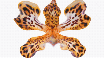 LUND-X-MAUVIEL-INTO-THE-WILD copie.gif