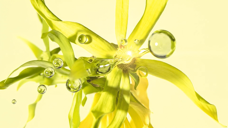 LUND x MAUVIEL - LUXURY PERFUME BEAUTY 2026-high(1).gif