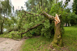 WCS Land Clearing