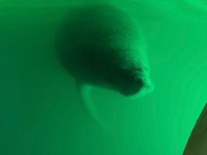Manatee close encounter green lights underwater clear kayaks