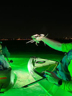 Person holding crab during tour