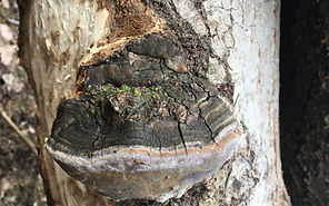 photo 29-03-2019, 13 43 03_edited.jpg