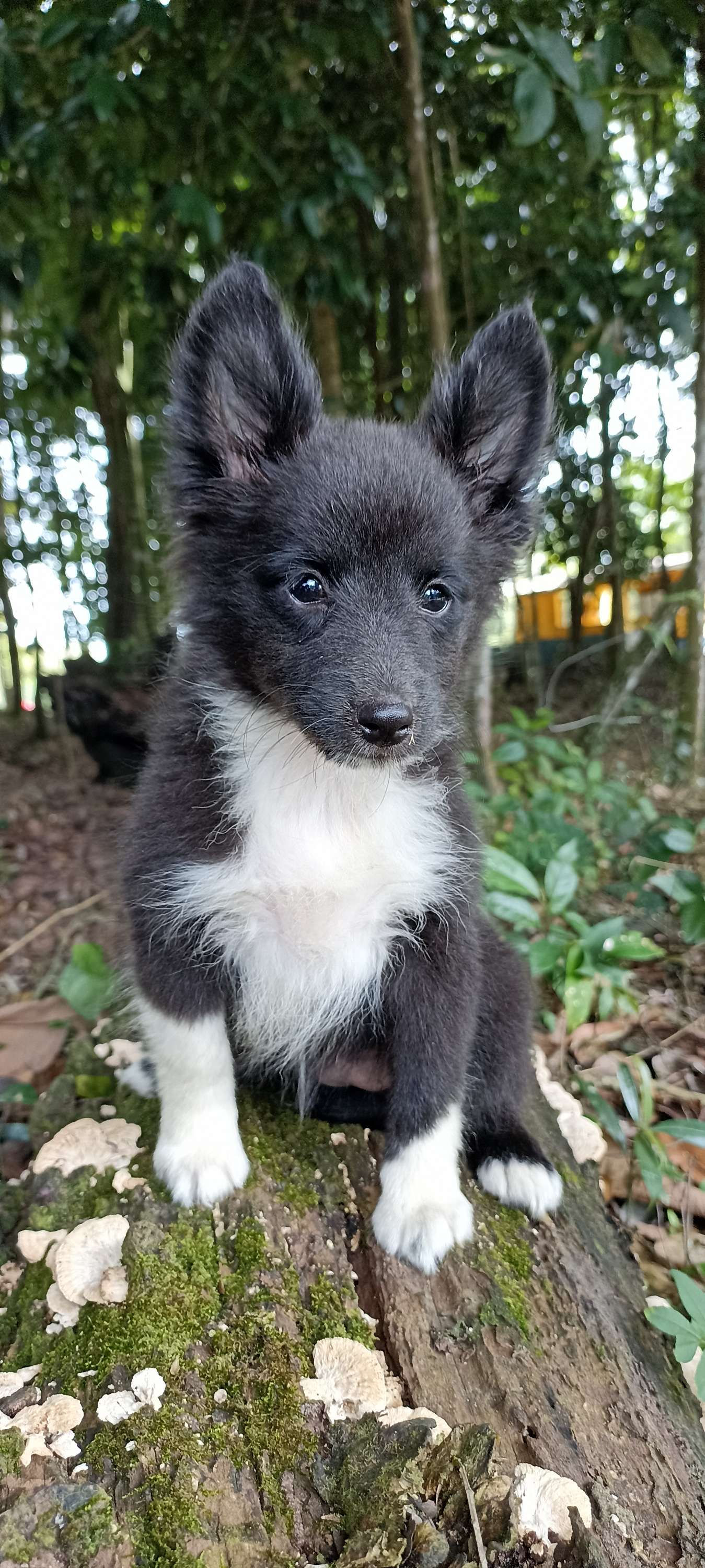 Filhote de Pastor de Shetland Fêmea ( Bi-Black)