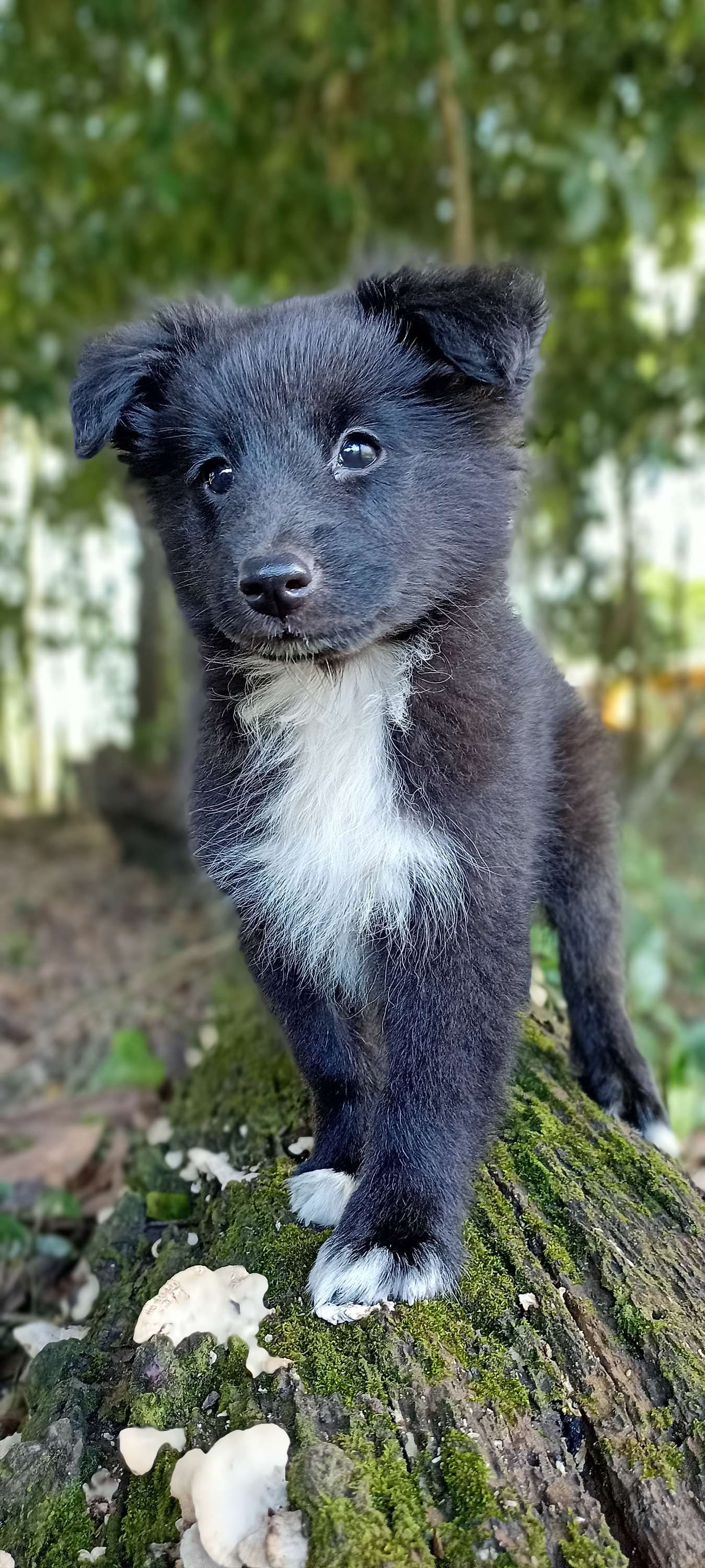 Filhote de Pastor de Shetland Macho ( Bi-Black)