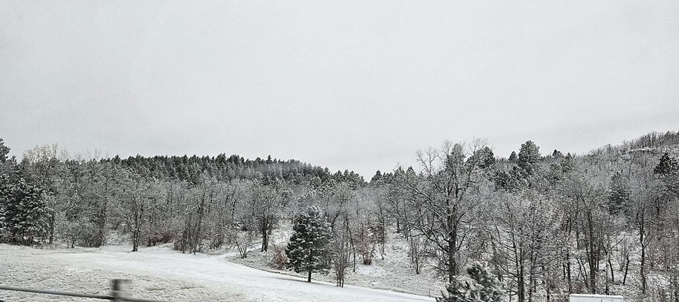 Snowy trees, gray sky and dusty snow covered ground