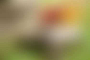 Why General Astrology Forecasts Don’t Work (and How to Align With Your Own Chart)