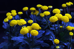 tansy-6805344.jpg
