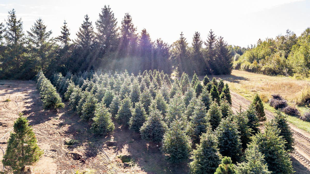 Tree Nursery Somerville Nurseries Inc. Ontario