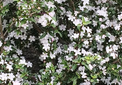 手賀野 会所沢地区