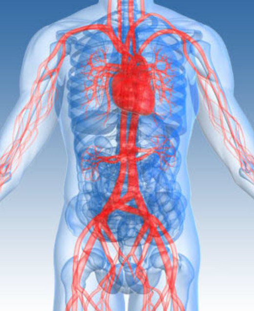 trattamento endovascolare delle varici, chirurgia arteriosa degli arti inferiori, scleroterapia e trattamenti mini-invasivi venosi, Dott.ssa Alessandra Paolini chirurgo vascolare trattamento endovascolare delle varici, scleroterapia, eco-color-Doppler, chirurgia arteriosa degli arti inferiori, Alessandra Paolini chirurgo vascolare Roma