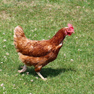 Free range chickens everywhere which add to the ambiance love this