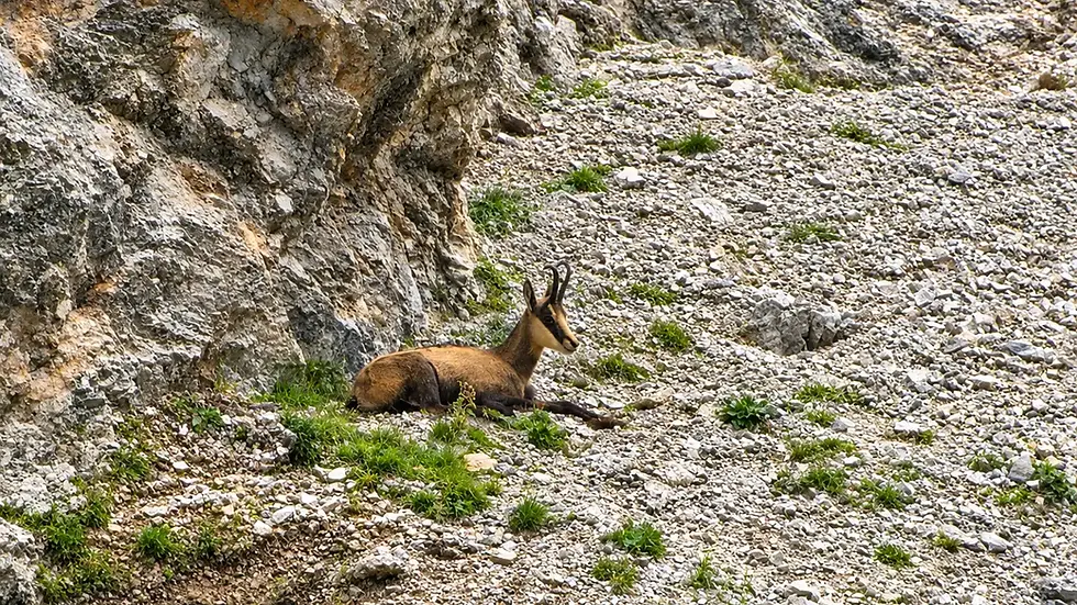 Gamsbock - fotografiert im karstigen Hochschwab-Gebiet