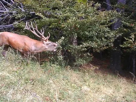 Ein röhrender Hirsch