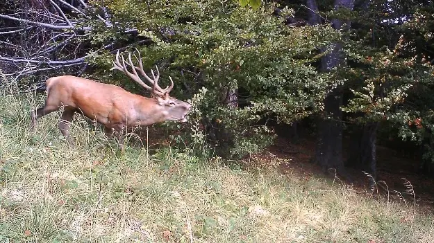 Mit September beginnt in den Bergen langsam die Brunft des Rotwildes.