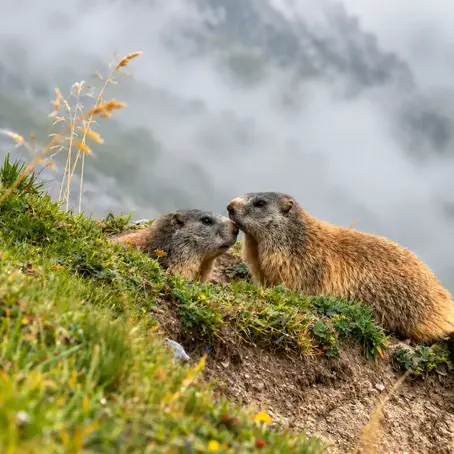 Murmeltiere Murmeltier Mankei Alpenmurmeltier