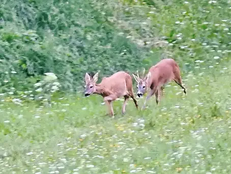 Mit Köpfchen zum Bock