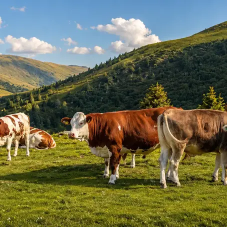 Warum die Almwirtschaft für Wildtiere und Jäger unverzichtbar ist