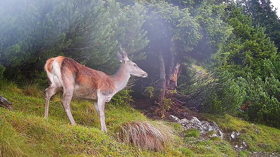 Rotwild bei einer Salzlecke.